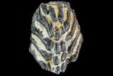 Partial, Southern Mammoth Molar - Hungary #87541-2